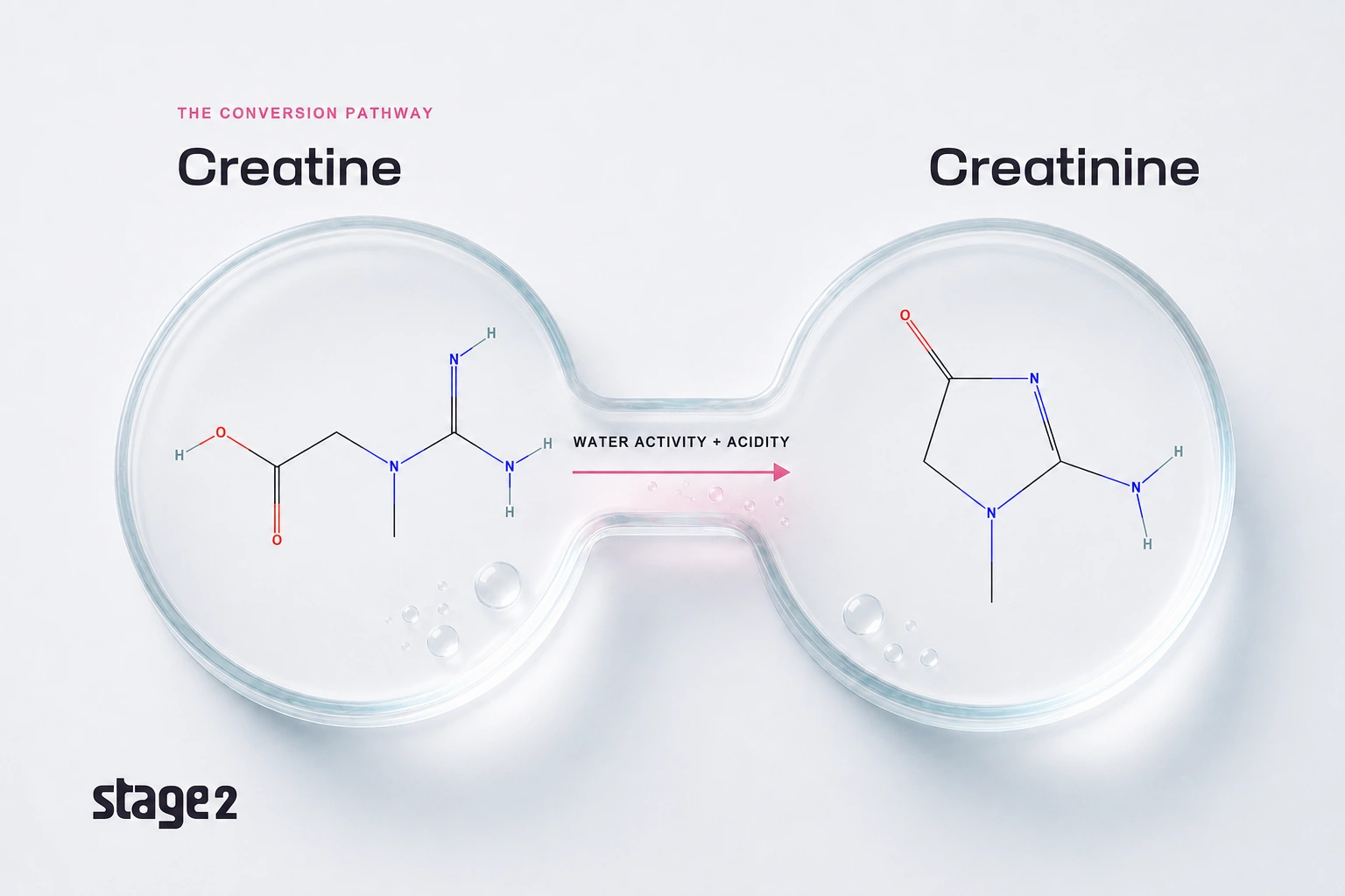 Creatine and creatinine molecular structures displayed in connected glass specimen wells, showing conversion under water activity and acidity conditions, with a Stage 2 wordmark